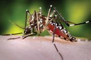Dengue 