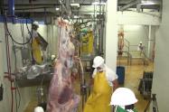 Carne en las plantas de sacrificio
