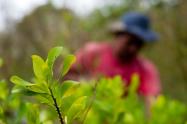 Cultivos ilegales en Colombia