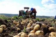 Capturan a dos campesinos por sembrar papa en zona de páramo 