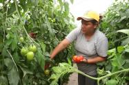 Mujeres campesinas