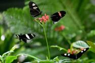 Mariposas