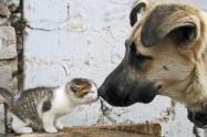 Protección animal 