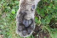 El felino fue sepultado en la zona para evitar afectar a otros animales, en caso de que haya muerto por envenenamiento.  