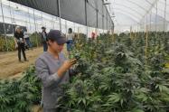 Cannabis producida en Boyacá es exportada a Canadá con fines científicos.