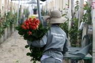 Rosas cultivadas por mujeres de Boyacá, enamoran en los Estados Unidos
