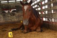 Caballos Maltratados