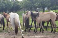 Caballos Maltratados