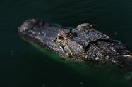 Cocodrilo en el agua
