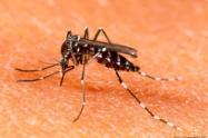 zancudo transmisor del dengue 