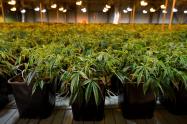 Plantas de cannabis
