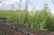 Zona de cultivos de cannabis medicinal