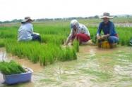 Cultivos de Arroz