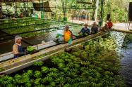 Planta procesadora de la fruta 