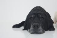 Perro - Mascota