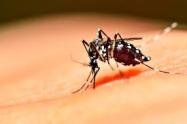 Con La Tarea es el Aedes y el Día "D", Secretaría de Salud adelantará jornadas de prevención del dengue