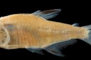 Grupo de Investigación en Zoología de la Universidad del Tolima descubre nueva especie de Pez 