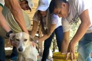 En Ibagué son abandonadas alrededor de 600 mascotas al mes