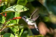 Festival de Aves