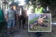 Caballo desmayado en Mariquita 