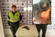 Rescate de oso perezoso bebé