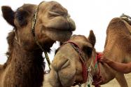 No es la primera vez que se sacrifican miles de animales salvajes como camellos o caballos que no son endémicos de Australia.
