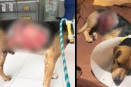 Perrito quemado con agua hirviendo