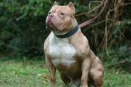 Perro Pitbull 