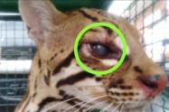 El felino fue avistado hace dos semanas por la comunidad del sector en Icononzo