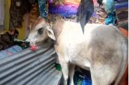 Vaca en el techo