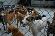 Alcaldía de Ibagué gestiona ayuda animal