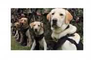 Perros antiexplosivos