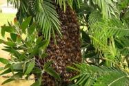 Abejas en Ibagué