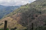Palmas de cera en el cañón del río Toche, en Tolima. 