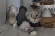 Gato con marcapasos