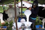 Producción de leche en el Tolima 