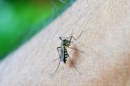 Mosquito Dengue