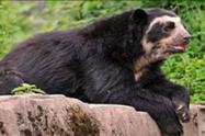 La entidad ambiental fortalecerá la estrategia pedagógica para que la comunidad se una al cuidado de esta especie