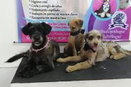 Adopción