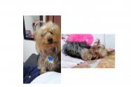 Buscan a perrita Lupe