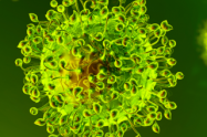 Coronavirus