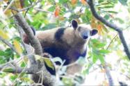 Durante la cuarentena especies como hormigueros, serpientes y zarigüeyas, han salido a las áreas urbanas