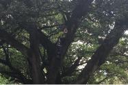 Joven protesta subido a un árbol en el ministerio de Ambiente
