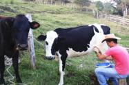 Productores lecheros