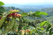 Cafetales