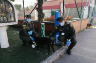 En Ibagué también buscan cuidar de los perros callejeros