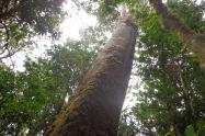 Bosques Huila