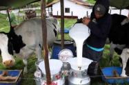 El 40% de los 130 mil litros que producen las cuencas lecheras del Tolima no se están comercializando