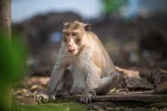 Monos