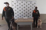 Canina Mabel